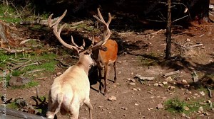 A big white stag walks towards the forest. He looks at the camera and scratches himself. His big antlers are impressive. Next to him is a female. - nine - high quality footage - slow motion