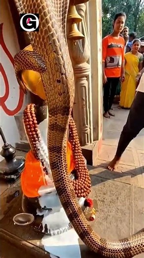 नाग देवता ने महादेव पर चढाया जल 🐍 N2 | #snake #nag devta #mahadevji #shivling #milk #shorts #short