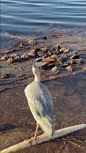 #サギの鳴き声 #鷺 #不忍池 #上野公園 2025. 2.11
