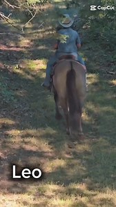 10K views · 63 reactions | How has nobody snatched up Leo?! Hes a nice looking gelding and is darn sure going to take care of a novice rider. Hes always been 100% safe everytime we have swung a leg over! | Spinning B Equine Sales | Facebook