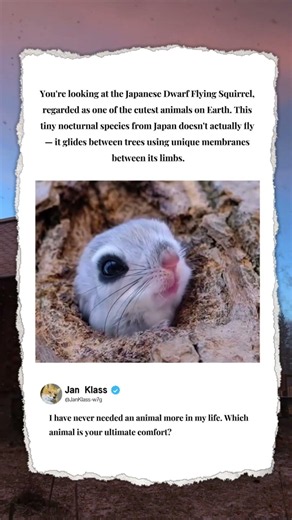 Why This Is The Cutest Animal On Earth! 🐿️ #Nature #Animals #Wildlife