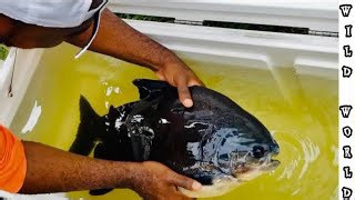 Fish-sitting sounded easy… until the Pacu started flopping
