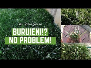 Buruienile din gazon. Cum scapam de ele?