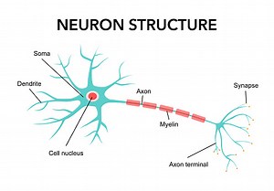 cell neurons cartoon. ai synapse, neural structure, neuron human cell...