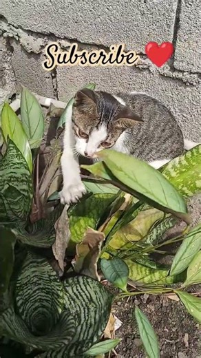 Gangnam style with cat's #psy504 #entertaininganimals #trending