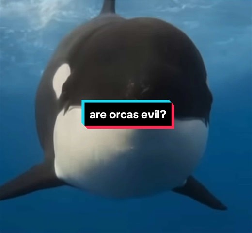 Are orcas evil? VC: Orca Conservancy, Orca Behavior Institute, BBC Earth, Daily Kos, David Trescot #orca #killerwhale #seaworld #marinebiology #blackfish