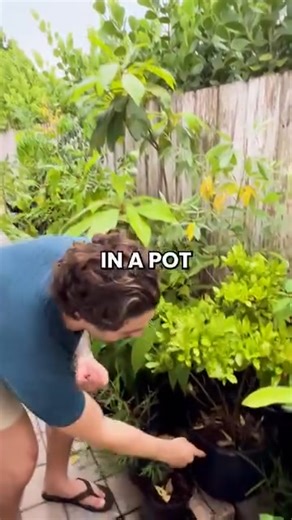 Miracle berries have been turning “sour” into “sweet” for centuries. 🌿✨ Long before they showed up on TikTok, the fruit (from Synsepalum dulcificum) was traditionally enjoyed in West Africa—where people would eat it before tart foods to make them taste surprisingly sweet. The “magic” comes from a naturally occurring protein called miraculin, which temporarily changes how your taste buds perceive acidity. Want to try the original tastebud trick? Link in bio. 🍋💛 🎥:@vinnycoletti , @anthonycolet