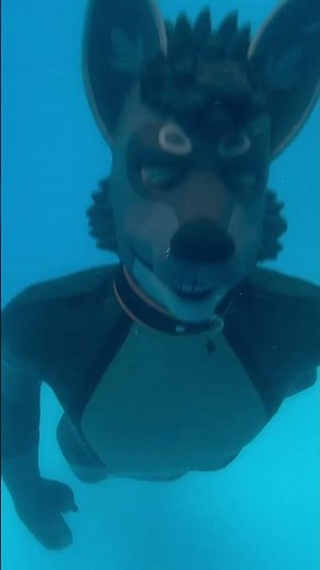 Rubber Wolf knows how to swim