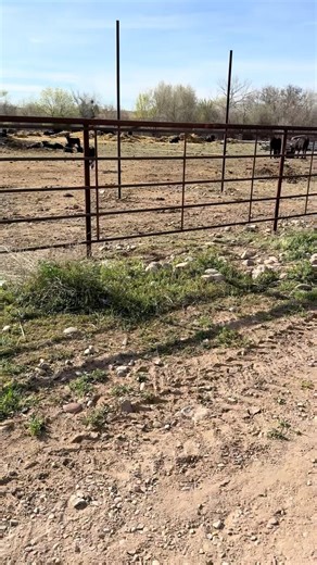 Norma the bottle calf was soooo ready for her breakfast! #bottlecalf #calves#farmlife
