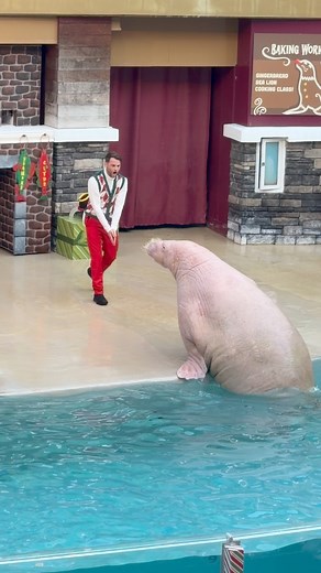 Walrus #walruses | Buckyツ