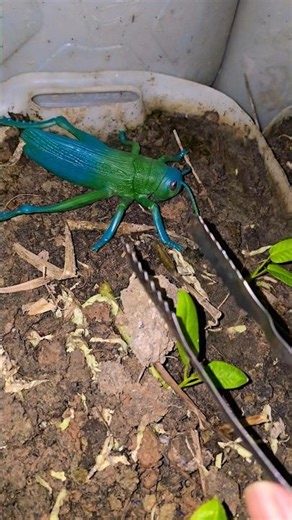 UNBELIEVABLE FIND! Is This The World's Biggest Grasshopper? 😱 #Shorts #Insects #Nature 🦗