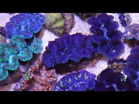 Reefs.com - All about clams!