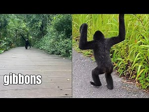 🤯 Scientists Discovered Why Gibbons Walk With Their Hands Up—You Won't Believe the Reason