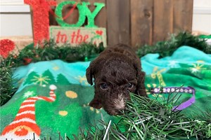 Julia - Miniature Poodle Puppy 581B39
