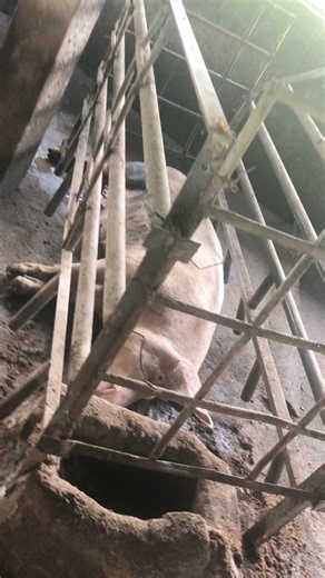 4.5K views · 32 reactions | Locally made Farrowing Crate For Pigs | Akudinulo Farms | Facebook