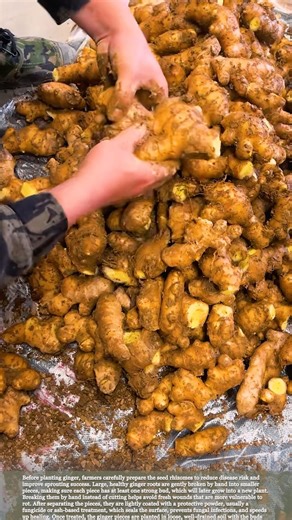 Ginger Planting Prep: Breaking, Treating, and Growing Healthier Roots #relaxing #farmingtips