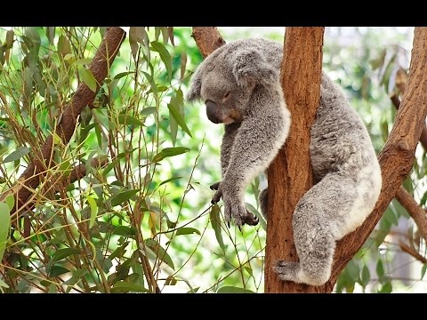 Koala Documentary | Australian Koalas | Cute Koala Bears | The Koala Bear | Animal & Nature Film