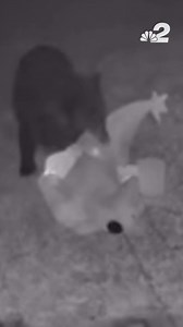 A Florida woman's inflatable Grinch decoration suddenly vanished from her porch. Surveillance video revealed an unlikely culprit – a bear! Take a look. http://www.wmtw.com/article/bear-steals-grinch-decoration-florida/63108883 | WMTW-TV