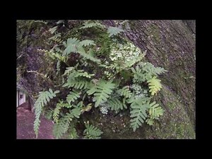 The story of resurrection ferns and my late colleague who helped discover them in Australia