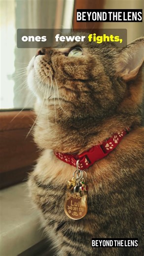 12 Shocking Facts About Male Cats 😼 (Most Owners Don’t Know This)