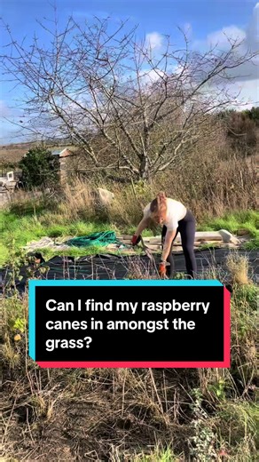 Allotment jobs - clearing around the raspberry canes #allotment #allotmentuk #autumn #raspberry