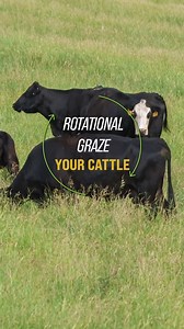 Rotationally graze your cattle for better pasture performance🐮 | Ag PhD
