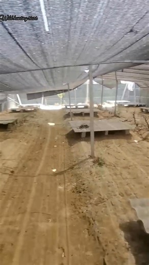 #rabbit | نجوم صيد البر