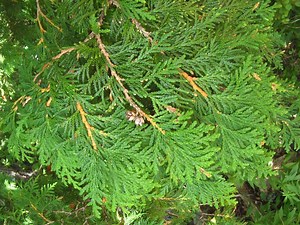 Thuja occidentalis - Alchetron, The Free Social Encyclopedia