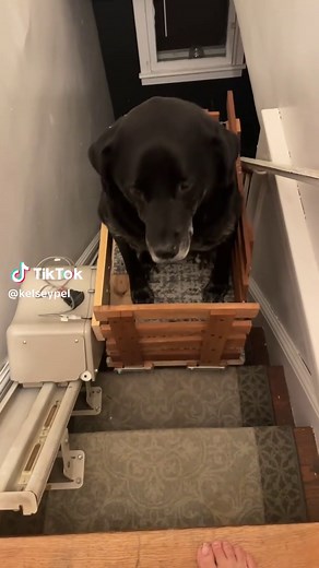 Innovative DIY Stair Lift for Pets and Seniors