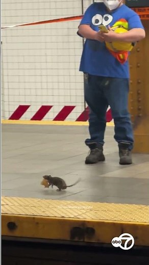 Onlookers amazed as bold subway rat scampers across platform with chunk of food