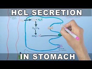 Mechanism of HCL Secretion Video Lecture - Class 10