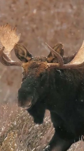 MASSIVE MOOSE STOPS AND STARES 🦌❄️ CLOSE WILDLIFE ENCOUNTER #Moose #WildAnimals #wildlife