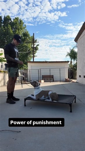 shane murray on Instagram: "This was not opals first session on working this drill. I start it off much easier before I get to this point. Mistakes will happened. Disobedience will happen. Misbehavior will happen. We must be prepared on how to respond. I don’t want the dogs first time making mistakes to be out in the world in front of triggers. I will purposely set them up to fail to teach them how to recover and avoid failing while everything in the house environment is in my control. I will ab