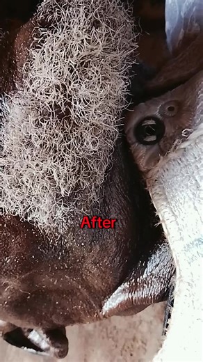 Understanding the Final Care Process