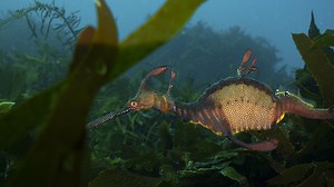 Weedy Seadragon | Great Southern Reef