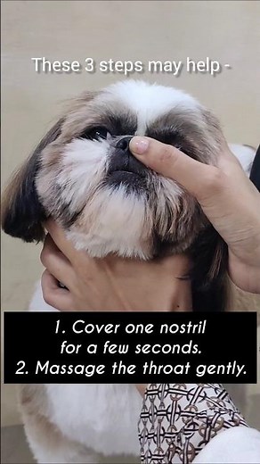 How to Stop Reverse Sneezing in Dogs at home | Vet Visit