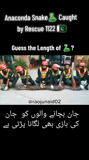 🐍 Paythone Caught in Pakistan 🇵🇰 by #rescue1122 #pakistanzindabad #allahoakbar #newtrend #fyp #rescue1122punjab #animalrescue #snake #snakes @Snake Discovery @snake🐍