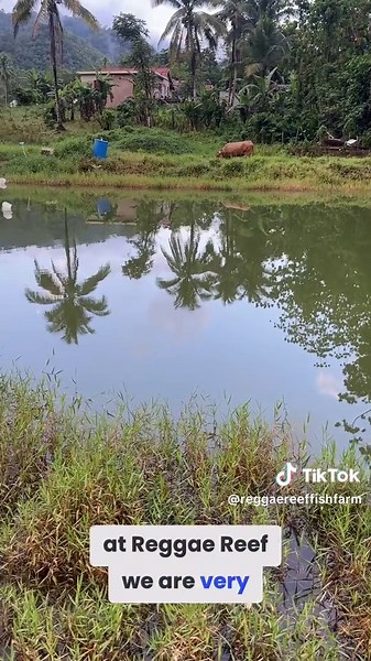 Discover Reggae Reef's Transparent Fish Farming Practices