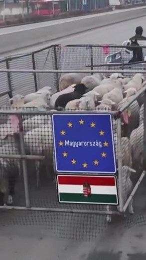 Fun Nana Nana Dance Challenge