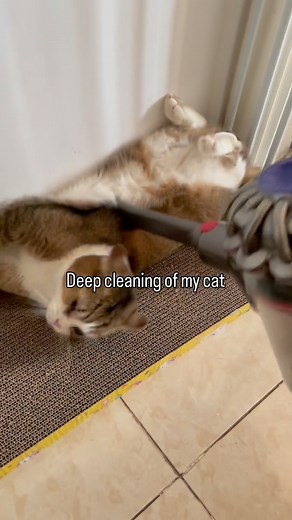 Not clean enough | Catsofmemes