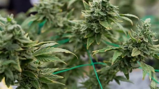 New Alabama law going into effect January 1: What you need to know