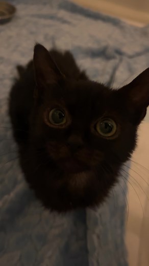 Volume up to be yelled at by King Cake 👑