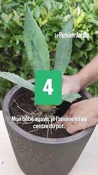 Agave: our 5 expert tips for learning how to grow this easy-to-care-for succulent