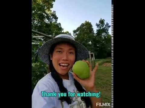 How To REGROW CHAYOTE Squash In Cold Climate