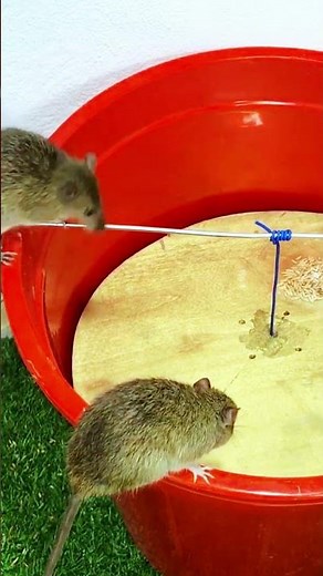 Simple homemade trap catches every mouse #mousetrap #mouse #diy 3