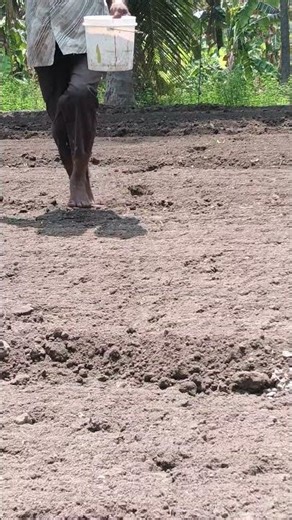 Manual Farming: Hand-Spreading Seeds in the Soil!!