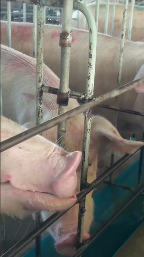 🐷 How fast can these pigs grow? Check today’s progress!