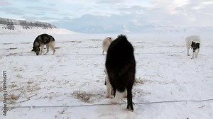 Sled dog team husky Eskimo rest on white snowy road of North Pole in Arctic. Way from Longyearbyen airport Longyear to Pyramiden on Spitsbergen on background of mountains of Svalbard in Norway.