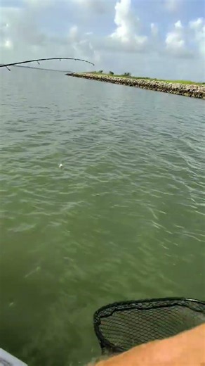 Trouts and more trouts #gsc #galvestonfishing #fishing #fishing #galvestonsaltwatercharters #shimano