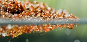 How do fire ants form giant rafts to survive floods?
